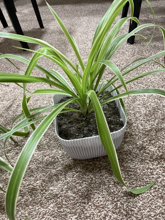 Традисканция, фикус, хоя, малочаи