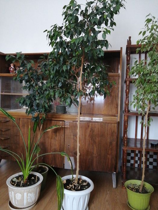 Продам фикусы Бенджамина