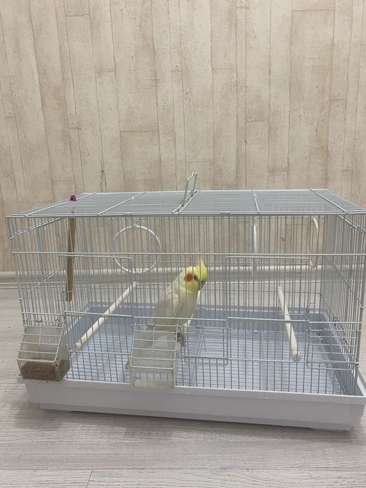 Продам попугая корелу
