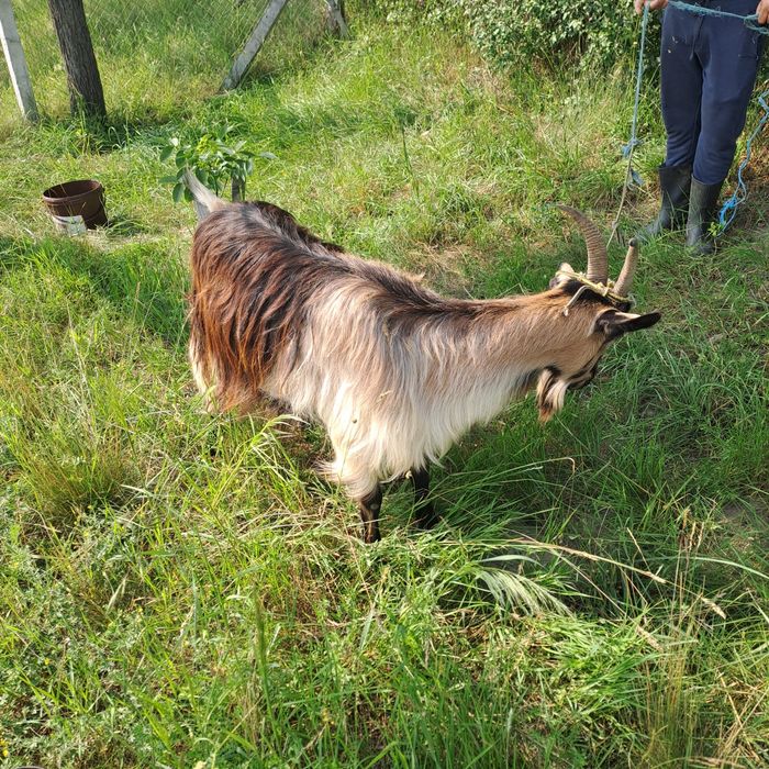 Vând capra de 3 ani
