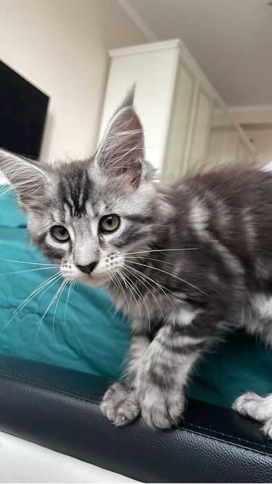 Отам кошку в хорошие руки