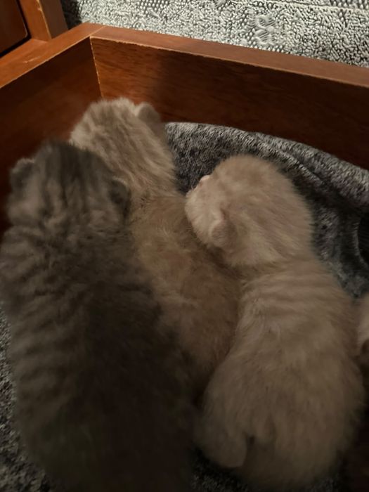 Продам котят шотланцев вислоухие