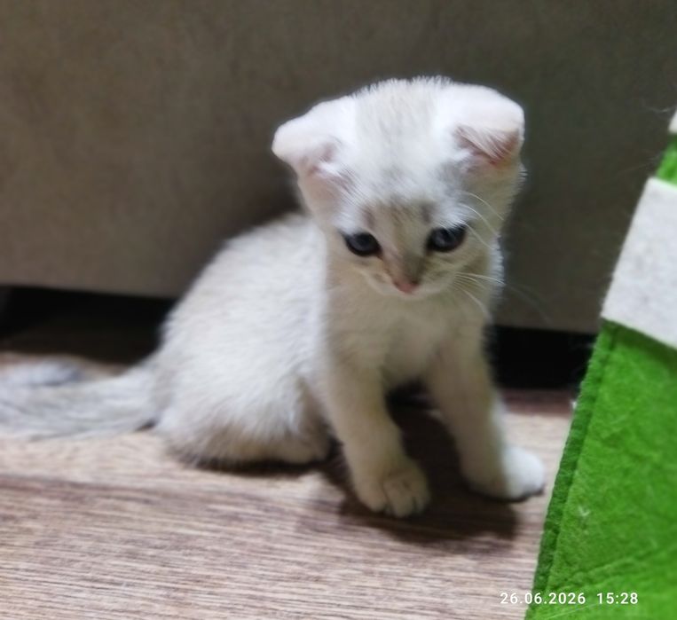 Продаются шотландские котята серебряная шиншилла