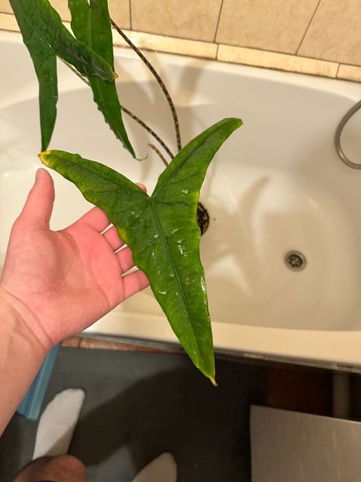 Алоказия тигрина суперба