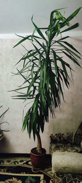 Пальма юкка в офис