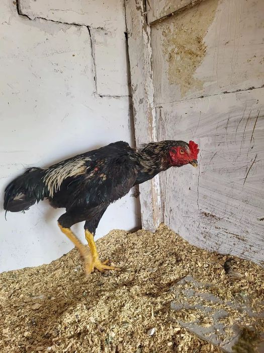 Сатамын дакан кораз шоже 27000