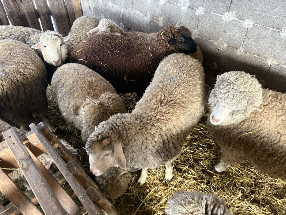 Vand berbecuti si mielute