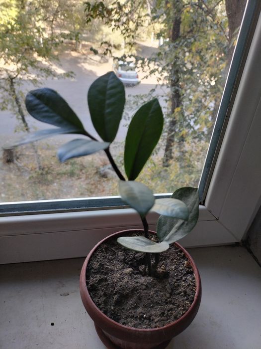 Комнатные растения