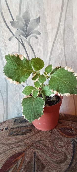 Продам цветы комнатные