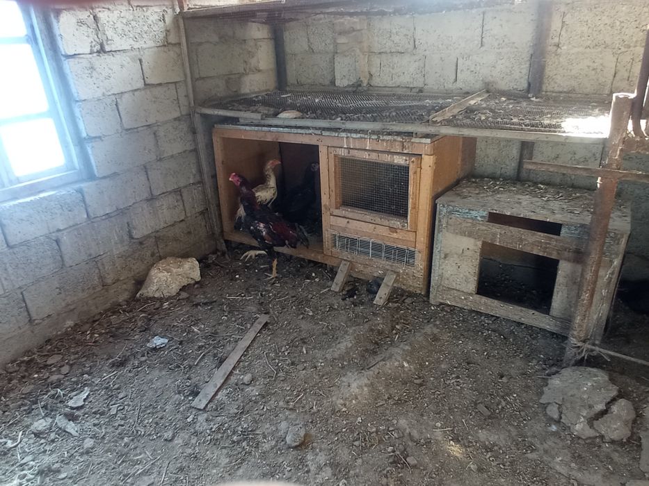 Дакан хоруз ва товуклар сотилади