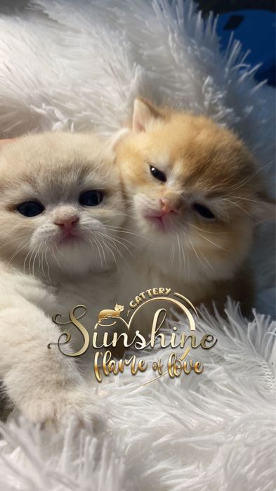 Британские золотые шиншиллы