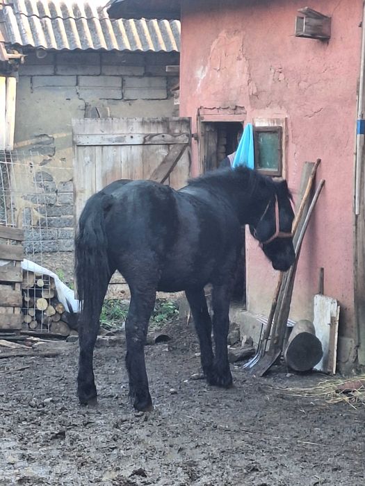 Vand manz de un an jumate