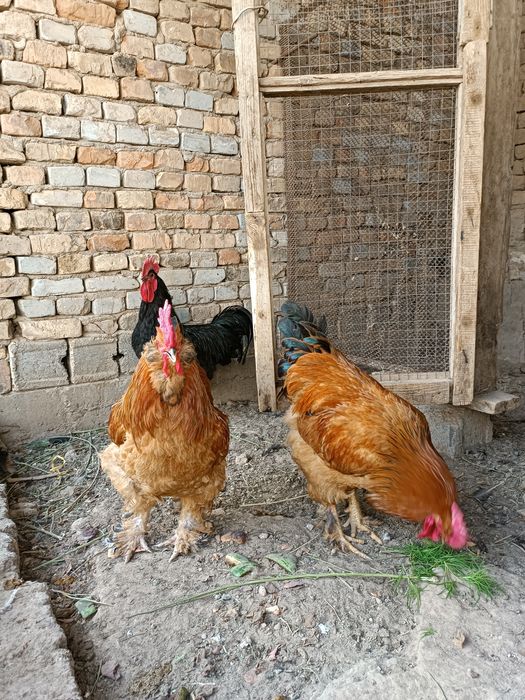 Ху'роз породали)