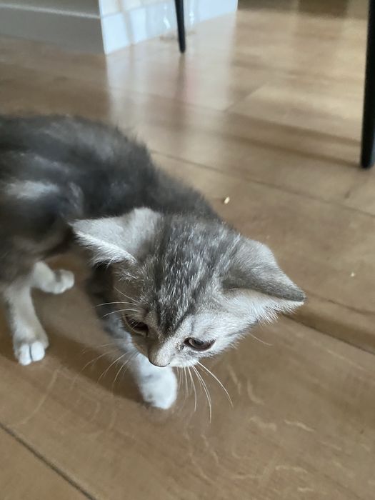 Продам котенка породистая