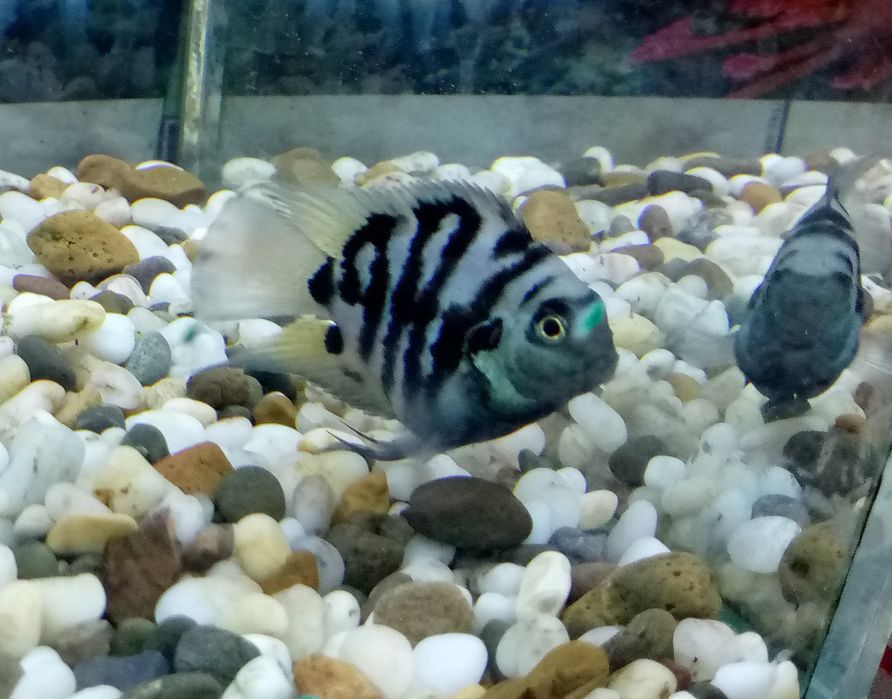 Сапфировый попугай самец