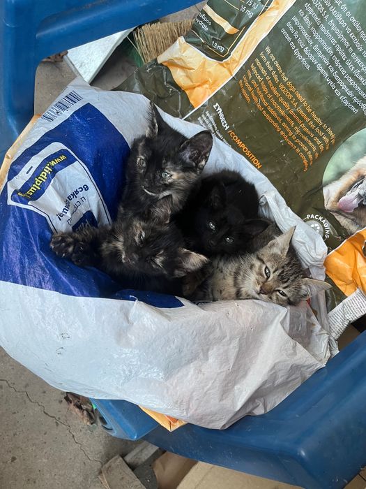 Подаряват се котенца