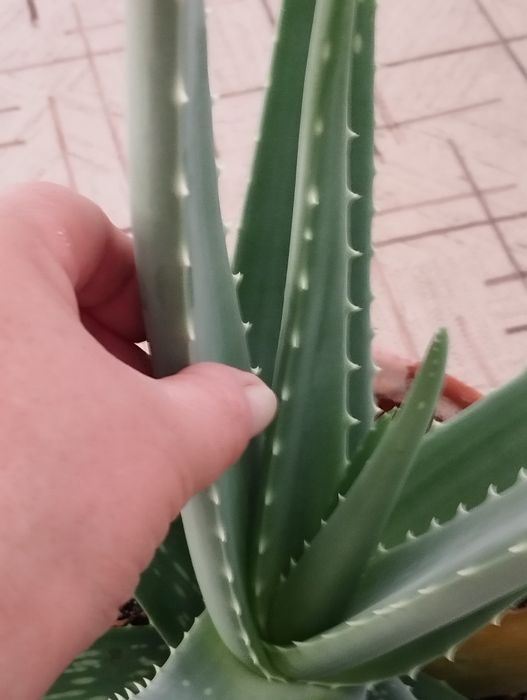 Алоэ столетник лечение