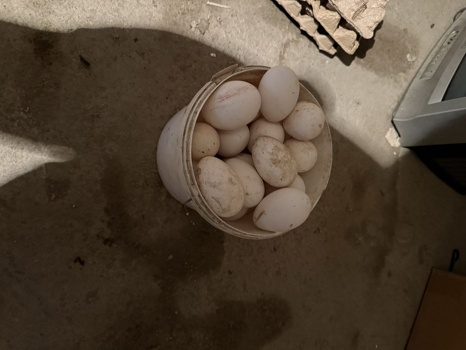 Гусиные яйца домашние
