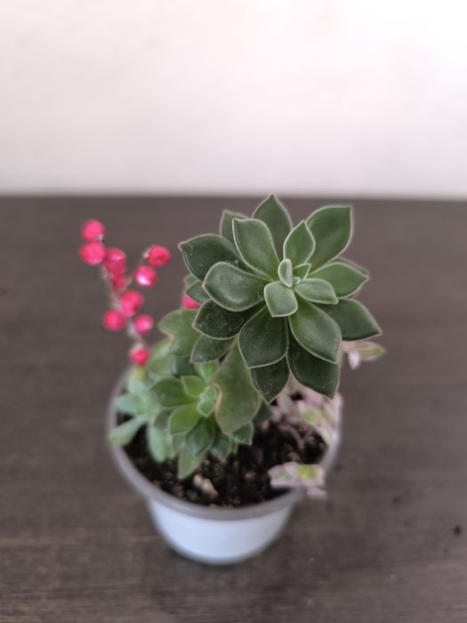 Кактусы для компьютера- стильно и полезно!