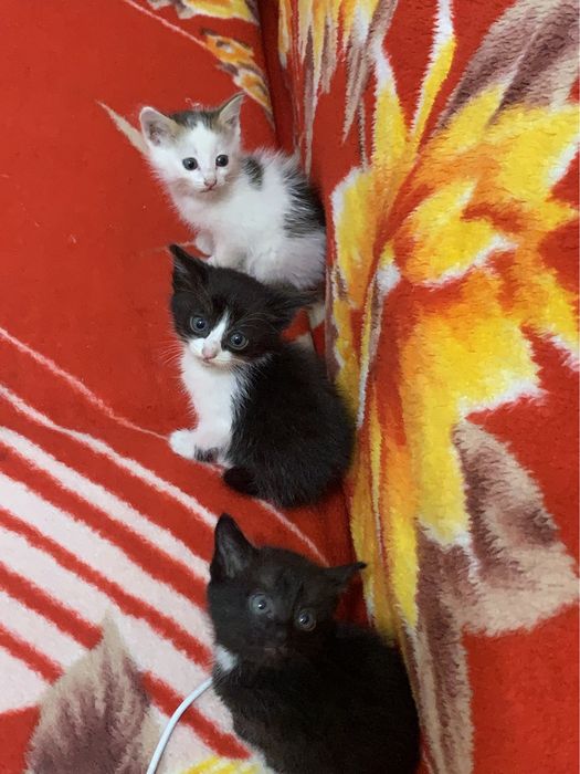 котята 1,7 месяца