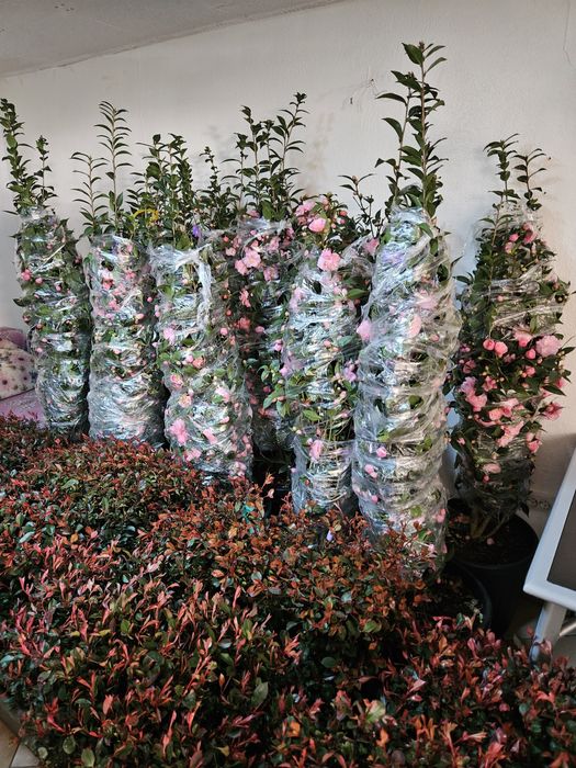 Leylandi Camelia japonica yuca rostrata photinia