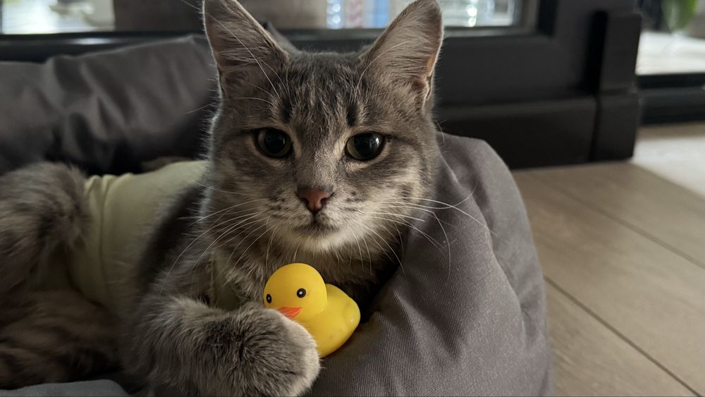 Кошка ласковая и красивая