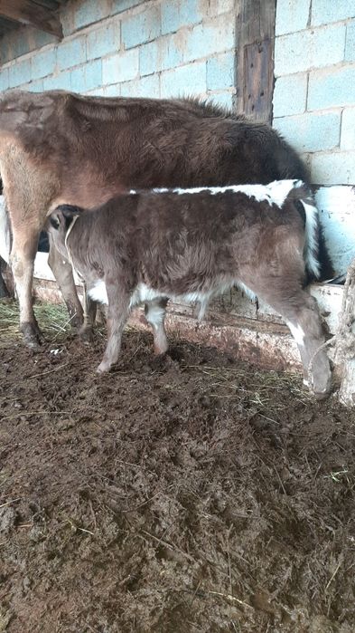 Срочно бызаулы сутти сиыр сатылады!!!