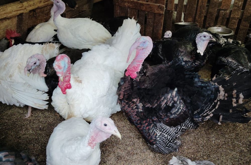 Curci și curcani tineret 2025