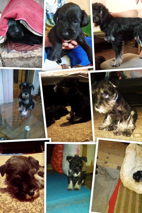 Продаются щенки цвергшнауцера.