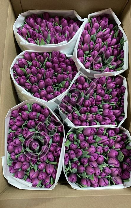 Тюльпаны оптом 750 и в розницу 850