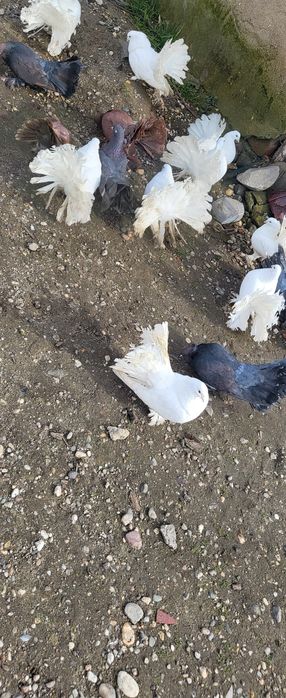 Vand porumbei Voltati înciorecati  maghiar