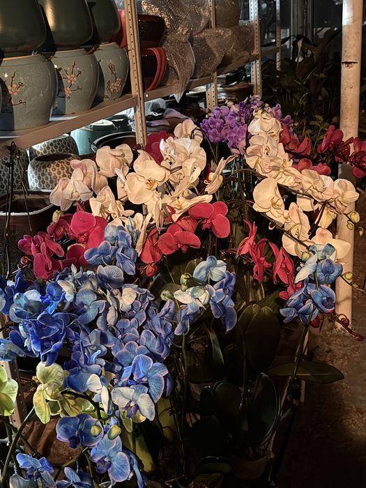 Орхидеи 9 сортов