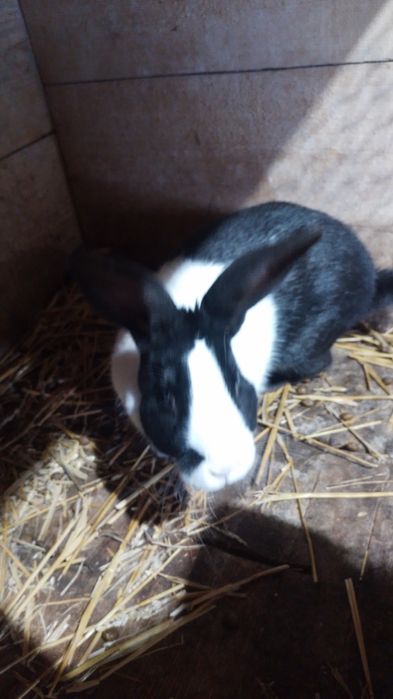 Vand iepuri hycole francez