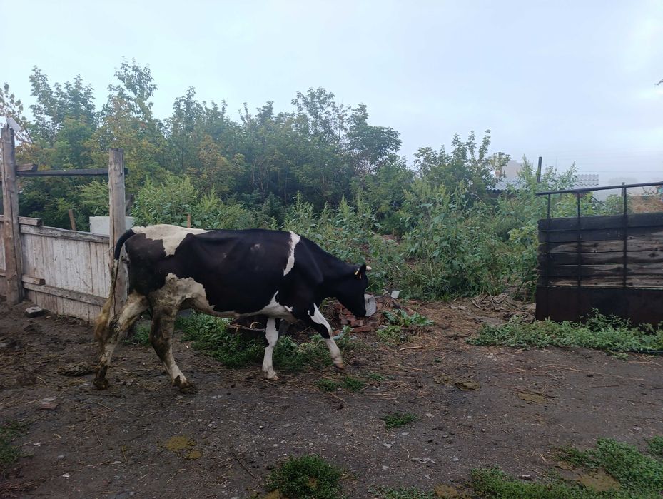 Продам коров дойных