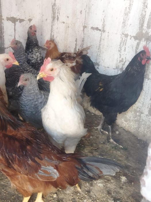 Продам куры домашние