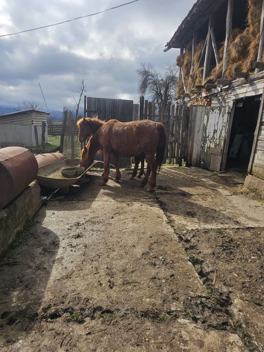 Продавам Кубила и конче