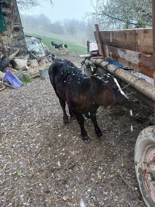 Vând 2 vitele de augus  și 1 vitel stean