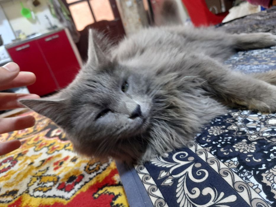 Продаётся кошка цена договорная