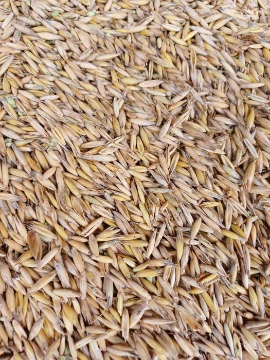 Ovăz  și  porumb de vânzare