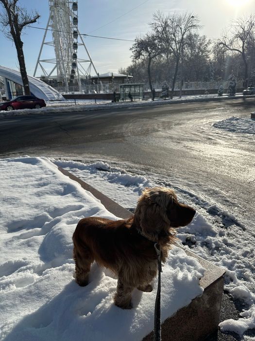 Английский Кокер Спаниель