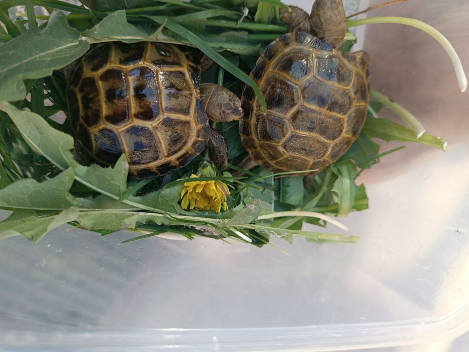 черепашки Тошбака