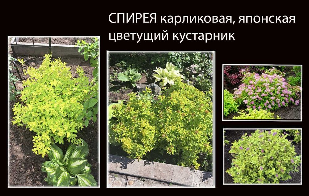 Многолетние цветы.