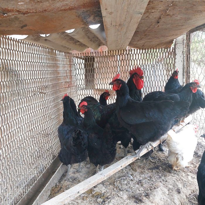 Тоза зотли тухумлар сотилади