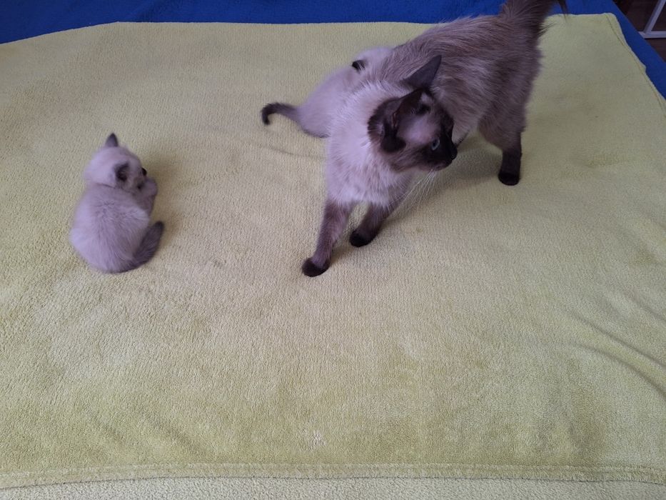 Милые      котята