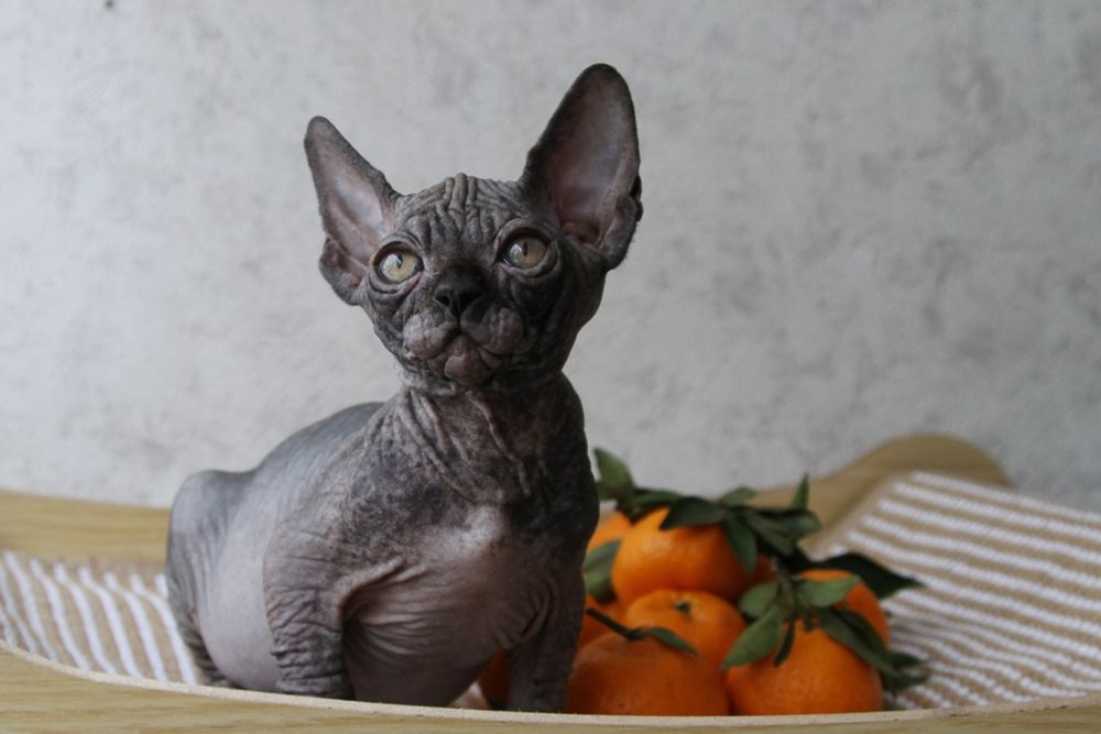 Котенок канадского сфинкса. Шоу класса