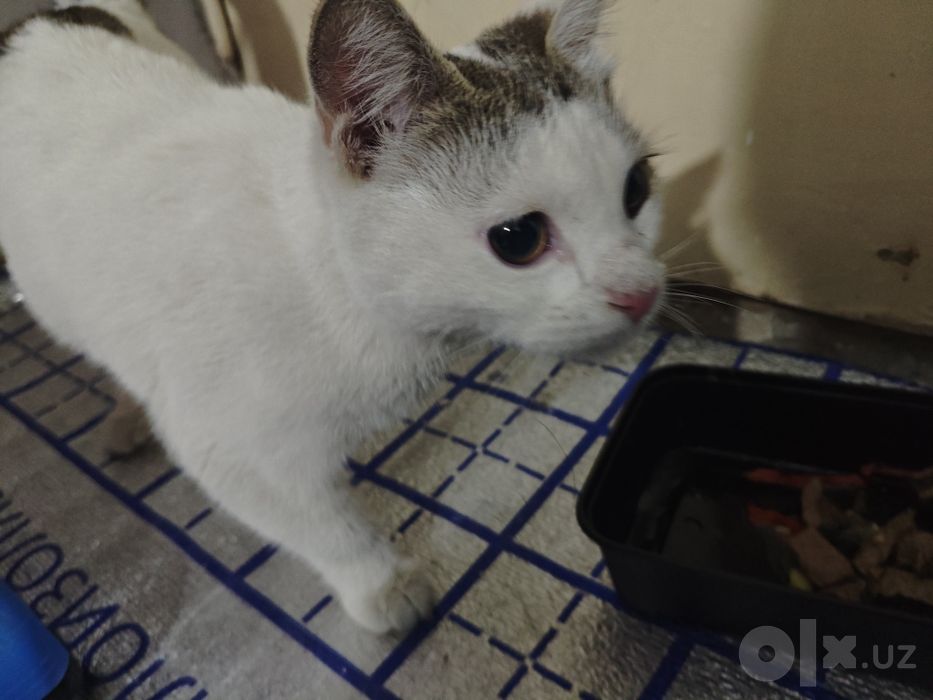 Отдадим в хорошие руки кота!