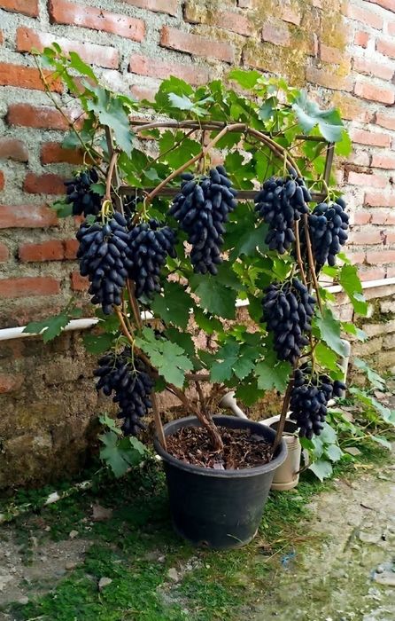 Vita de vie anul 4 la ghiveci