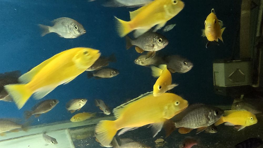 Продам малавийских цихлид