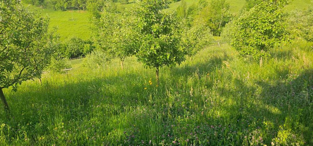 Teren agricol cu casa de lemn