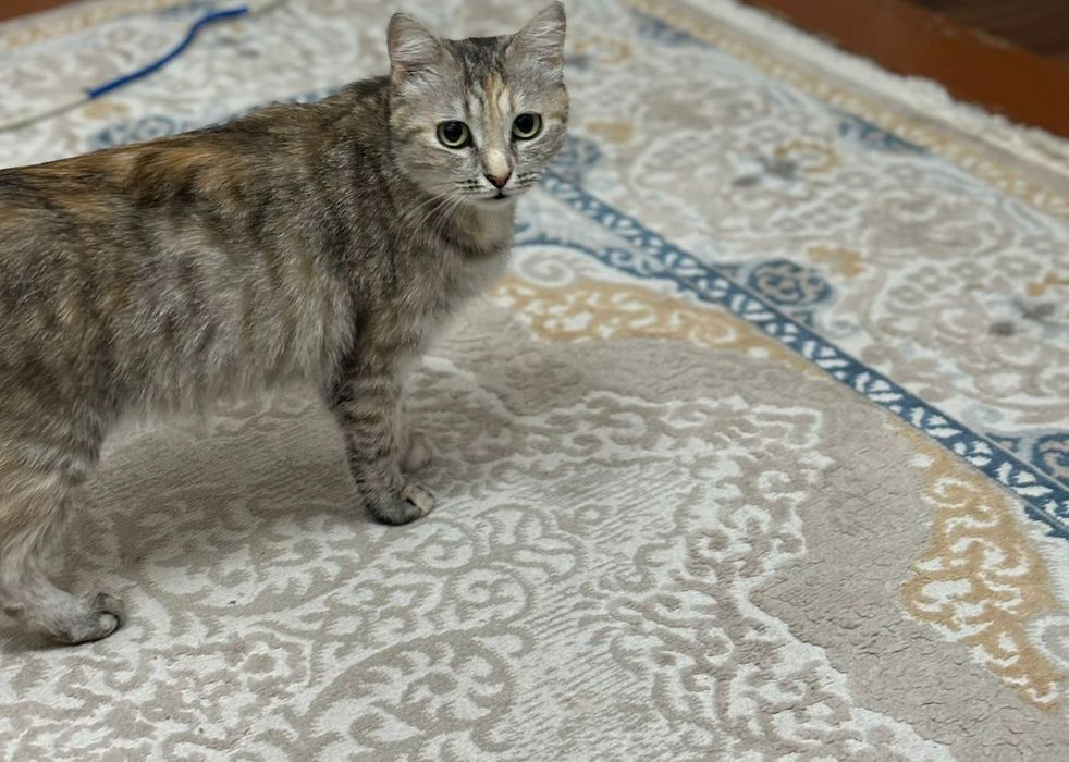 Отдам Кошку в добрые руки